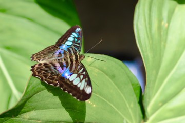Obraz na płótnie Canvas Blue butterfly on a green leaf