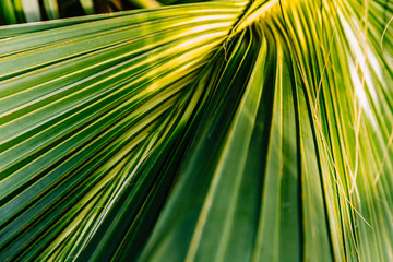 Tropical Palm Leaves Texture, close up