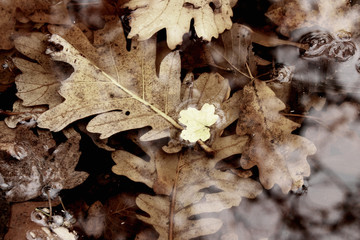 autumn leaves in the bar