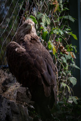 golden eagle close up