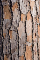 Pine tree closeup