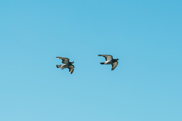 two loving gray dove pigeons flying under blue sky
