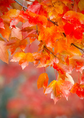 beautiful autumn leaves for background