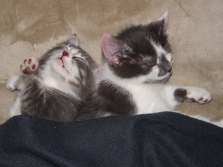 Two Adorable Sleeping Kittens In Bed