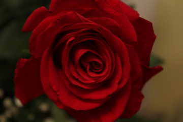 Voluptuous red rose