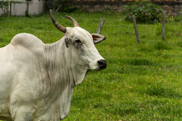 Fototapeta premium White cow at an urban region