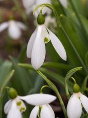 snowdrop (galanthus nivalis) flowers blooming in early spring in the garden; macro with blurred bokeh background