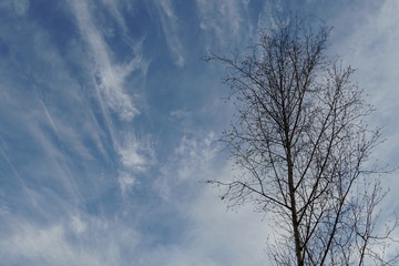 A lonely tree with nude branches in winter on the background of sky covered by cirrus clouds