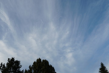 tree tops on the against sky covered with cirrus clouds