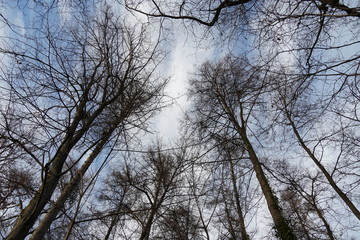 a group of tree crowns with nude branches in winter on the background of the sky with cirrus clouds 