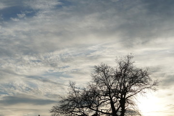 a crown of a lonely tree with nude branches in winter on the background of sky with cirrus clouds at sunset. Sun is casting soft shadows on the clouds and the sun makes blurred impression.