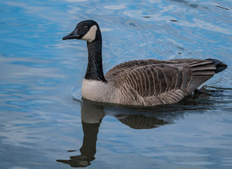 goose in water