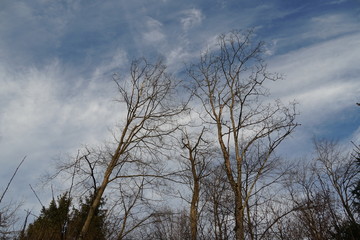 a group of tree crowns with nude branches and some coniferous trees in winter on the background of the sky with cirrus clouds 