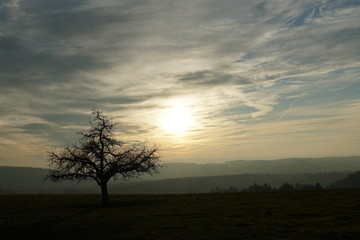 Fototapeta na wymiar a lonely apple tree in winter on a meadow with mountains and sunset with cirrus clouds