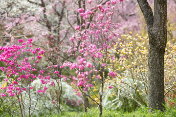 京都府 原谷苑 桜