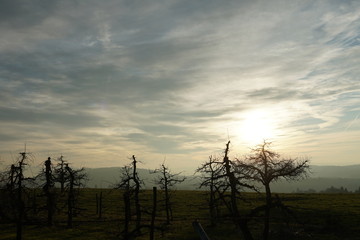 Obraz premium several dwarf apple trees in tree orchard in winter on a meadow with mountains and sunset with cirrus clouds