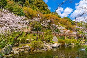 Fototapeta na wymiar 庭園の桜