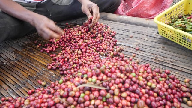 A man's hand segregating ripe and raw coffee cherries on a bamboo table.