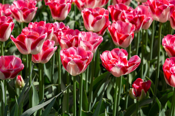 Beautiful pink and white tulips with petals in the shape of hearts. Closeup of tulip flowers in the springtime in Netherlands..