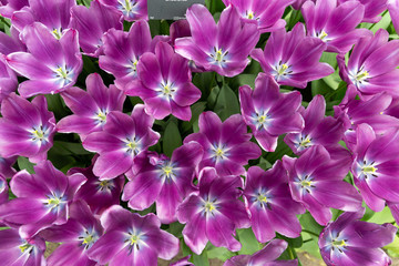 Top view of beautiful purple tulips. Close Up spring tulip flowers with white middle and wide opene petals