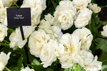 Obraz na płótnie Canvas Big white rose type tulip with many petals
