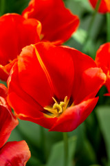 Closeup of a big red tulip flower. Natural floral background.