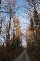 a gravel road boarded on both sides by trees in winter. the crowns of the trees are touching above the road forming an arch. trees are illuminated by soft light of sunset. 