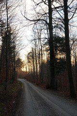 a gravel  road in the mixed forest in winter an sunset with sun giving the trees golden hue.