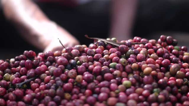 Close up view of freshy picked ripe and raw robusta coffee.