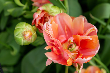 Green round beautiful tender pink flower and bud. Blossoming of tulip flower in springtime.
