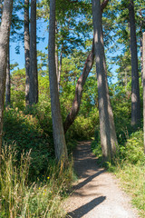 Fototapeta premium path in the forest