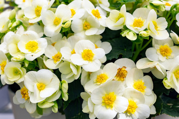 Beautiful white spring flowers with a yellow center