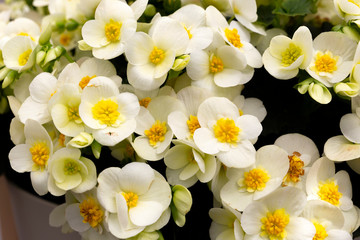 Beautiful white spring flowers with a yellow center. Natural floral background.