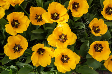 Top view of beautiful yellow tulips. Close Up spring tulip flowers with black middle