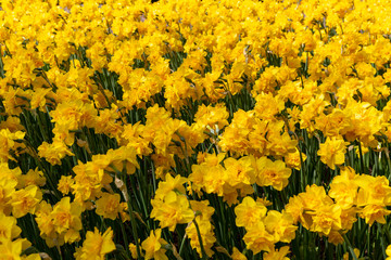 Spring background of yellow fluffy daffodils. Many yellow terry narcissus,
