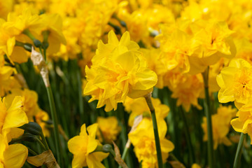 Spring background of yellow fluffy daffodils