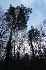 a group of trees pines and oaks in a mixed forest in winter. Photo made in upward view, the trees seem to soar up. The blue sky on the background emphasizes the perspective