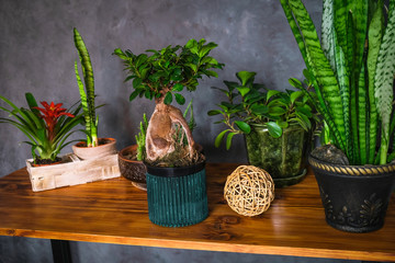 Stylish dark interior with lots of potted plants on a wooden table.