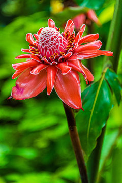 Torch Ginger in Bloom
