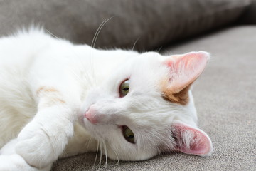 Domestic cat, deep white, playing on a brown sofa