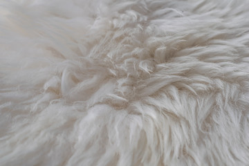 White long hair fur for background or texture sheep