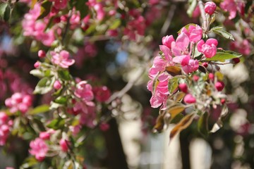 Spring Apple blossom