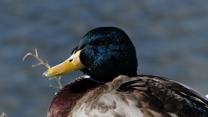 Pato Salvaje, azul brillante