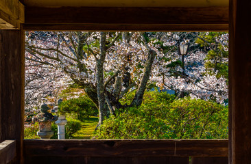 錦雲閣から見る桜