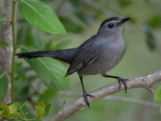 Gray Catbird Portrait