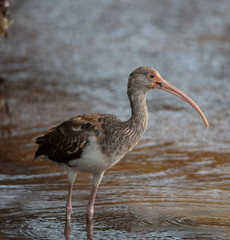 Immature White Ibis