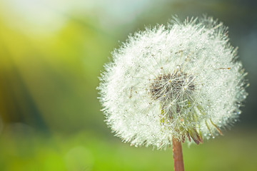large white fluffy dandelion with seeds. rays of sun illuminate flower. Natural background for screensaver