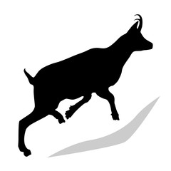 Chamois (Rupicapra Rupicapra) Silhouette in Black - side profile. Drawing of a real mountain goat moving upwards.