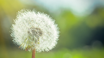 large white fluffy dandelion with seeds. rays of sun illuminate flower. Natural background for screensaver