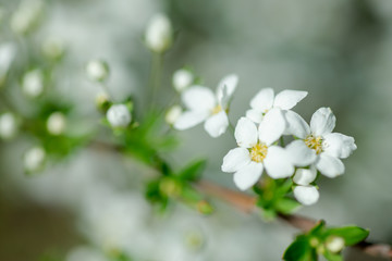 Fototapeta na wymiar Cerasus besseyi (L.H.Bailey) Lunell white small flowers on branches. Dwarf cherry blossoms in spring. The background for spring screensaver. Spring time concept.